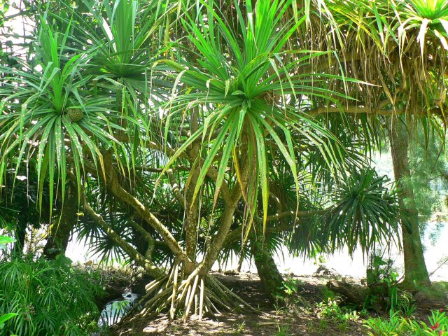 117- Pandanus 